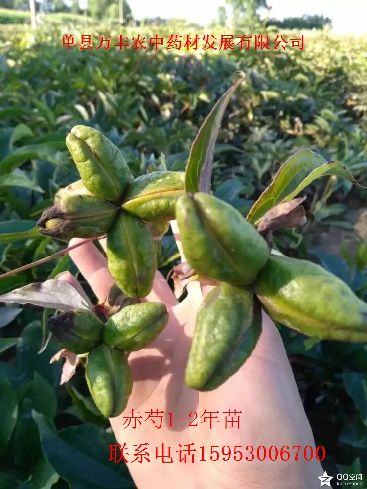 山东赤芍种苗批发  四川赤芍种苗  东北赤芍种苗