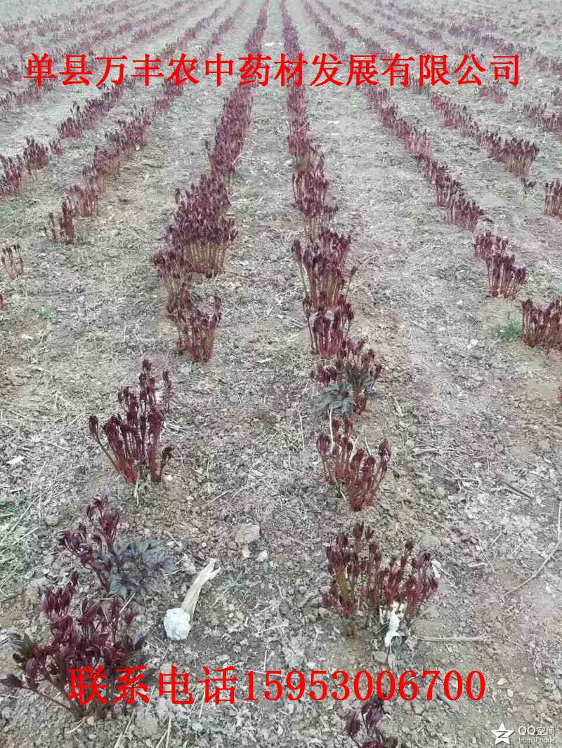 山东赤芍种苗批发  四川赤芍种苗  东北赤芍种苗