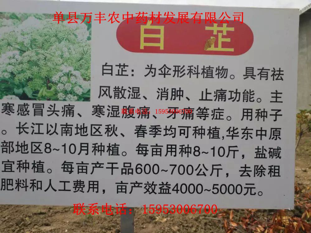 山东白芷种子批发  四川白芷种子  贵州白芷种子