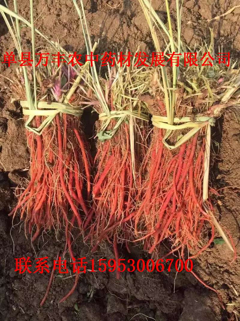 丹参种子，种苗 鲁丹二号  丹参种苗
