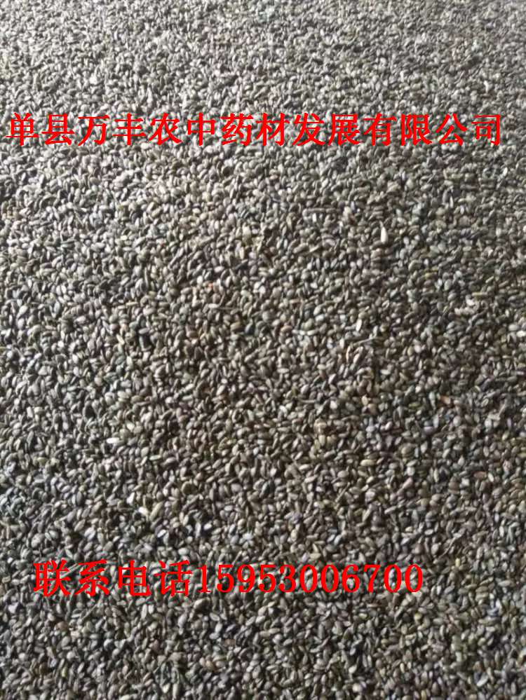 丹参种子，种苗 鲁丹二号  丹参种苗