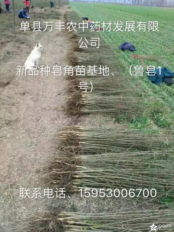 皂角籽。苗、树 鲁皂一号  山东皂角种苗  四川皂角种苗  贵州皂角种苗