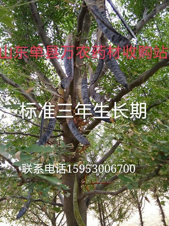 皂角籽。苗、树 鲁皂一号  山东皂角种苗  四川皂角种苗  贵州皂角种苗