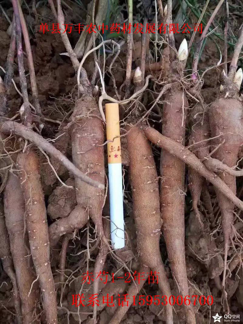 山东赤芍种苗批发  四川赤芍种苗  东北赤芍种苗