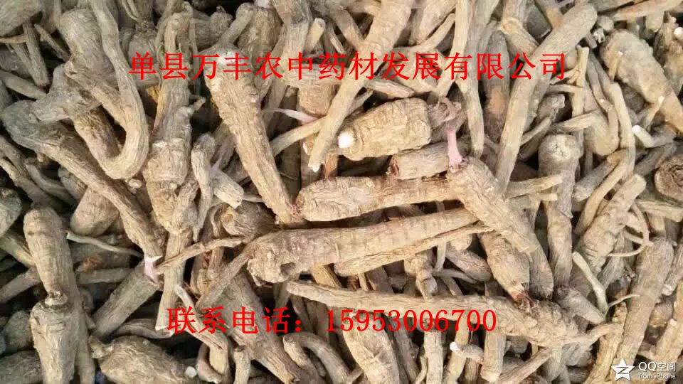山东白芷种子批发  四川白芷种子  贵州白芷种子