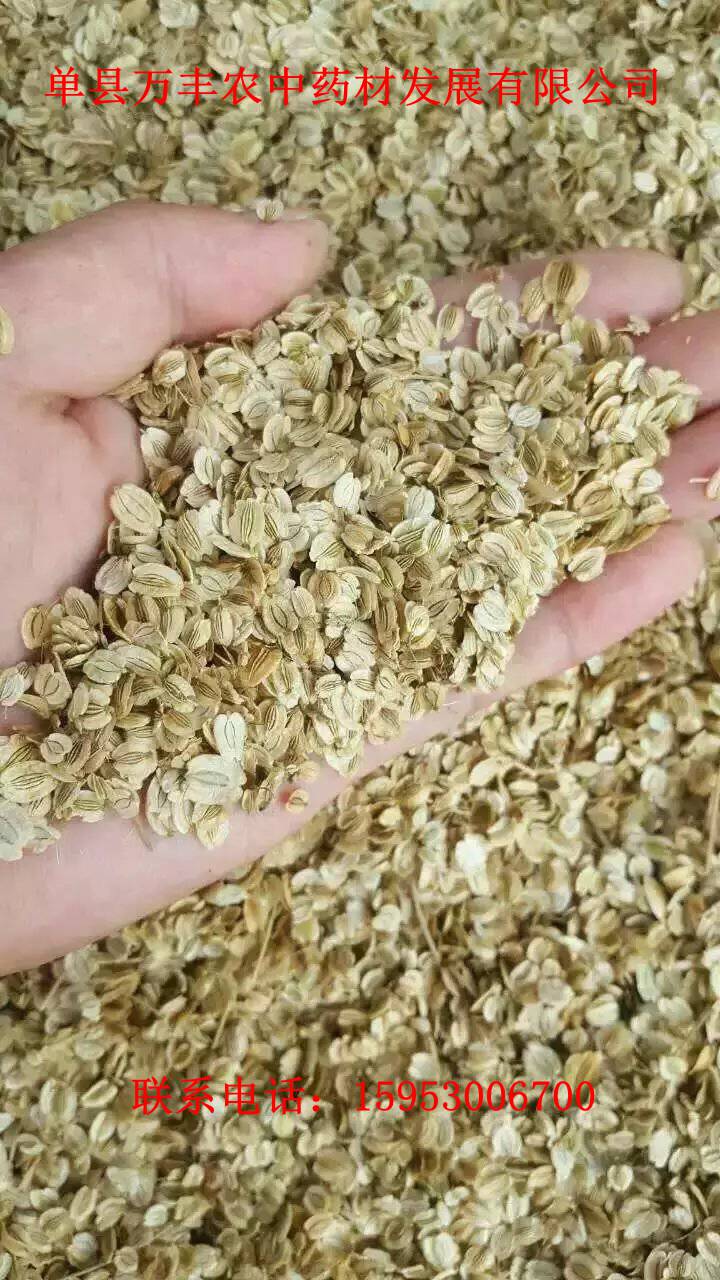 山东白芷种子批发  四川白芷种子  贵州白芷种子