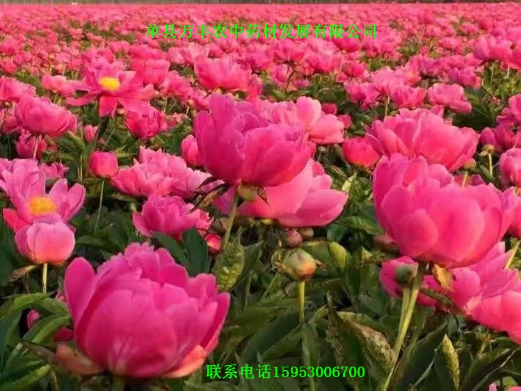 山东白芍种苗批发  四川白芍种苗  贵州白芍种苗