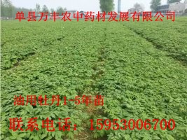 油用牡丹籽、苗、树  山东油用牡丹种苗  四川油用牡丹种苗  贵州油用牡丹种苗