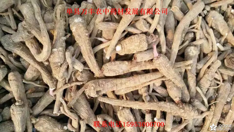 山东白芷种子批发  四川白芷种子  贵州白芷种子