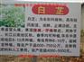 山东白芷种子批发