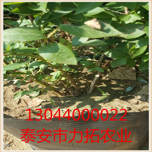 千山区蓝莓种苗价格咨询
