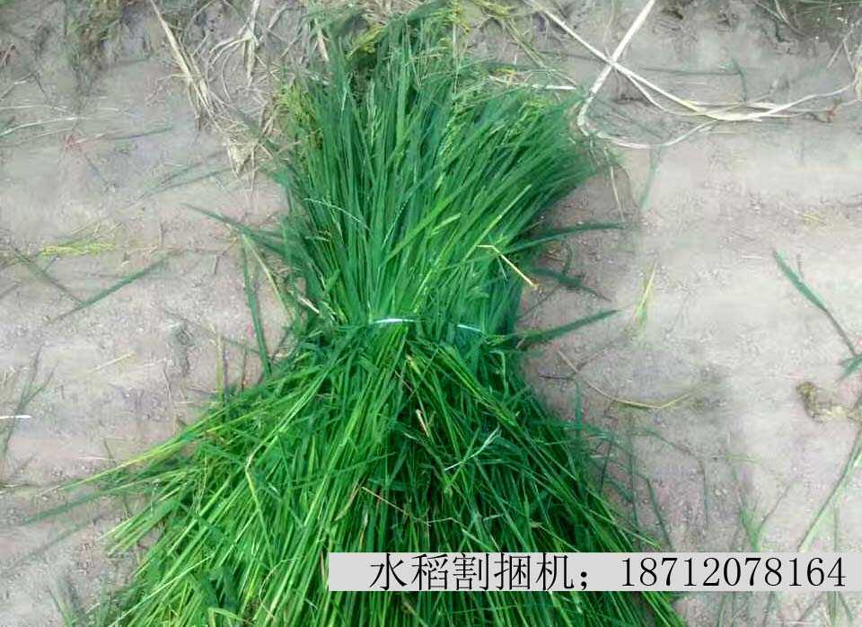 履带式水稻割捆机绳厂家直销  割捆机厂家  久保田割捆机  履带割捆机