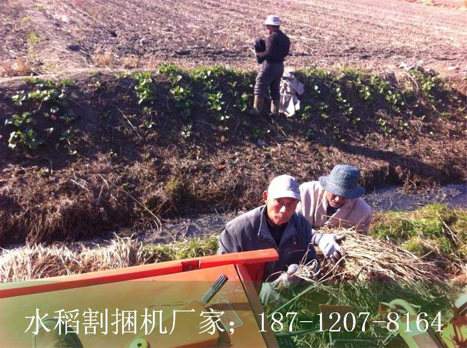 供应久保田488 割捆机厂家销售  水稻割捆机  久保田割捆机