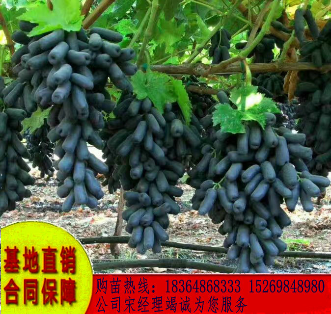 山东威海京玉葡萄树苗哪里的好