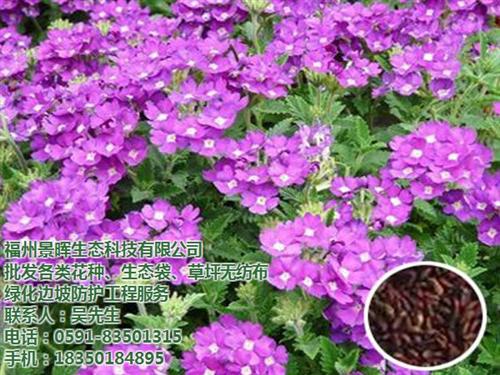 种子批发、福州花种子批发、福州金光菊种子&nbsp;&nbsp;福州波斯菊种子批&nbsp;&nbsp;福州金光菊种子批&nbsp;&nbsp;福州黄晶菊种子批