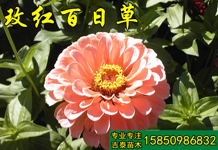 百日草种子批发价格zzzmmm&nbsp;&nbsp;百日草种子xxx&nbsp;&nbsp;百日草种子价格