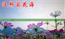 波斯菊种子价格波斯菊种子批发11