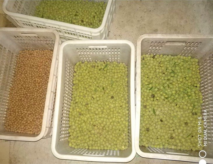 小猴头核桃  美国猴头核桃