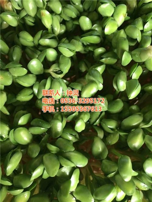 芽苗菜,青州庆华豆芽机生产方法,无公害芽&nbsp;&nbsp;阳台种植芽苗菜技&nbsp;&nbsp;全自动芽苗菜机器&nbsp;&nbsp;无公害芽苗菜机械