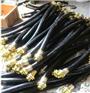 BNG-15×700防爆挠性连接管