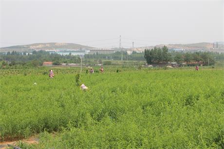我们专业！绿然桃树苗基地!品种纯正！成活&nbsp;&nbsp;各种桃苗&nbsp;&nbsp;黄桃苗&nbsp;&nbsp;晚熟桃苗