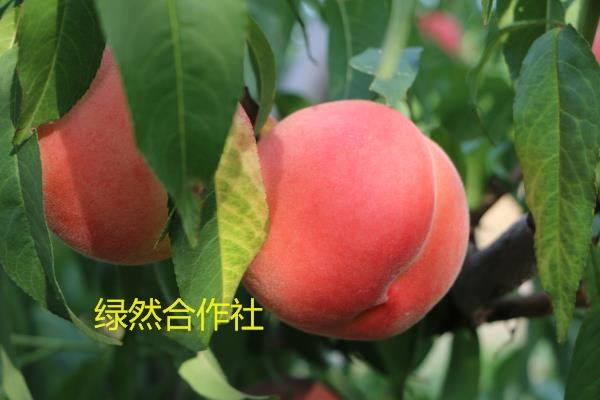 【全国发售：欢迎来电】出售2017年最新&nbsp;&nbsp;最新晚熟桃树苗&nbsp;&nbsp;桃苗&nbsp;&nbsp;晚熟桃苗