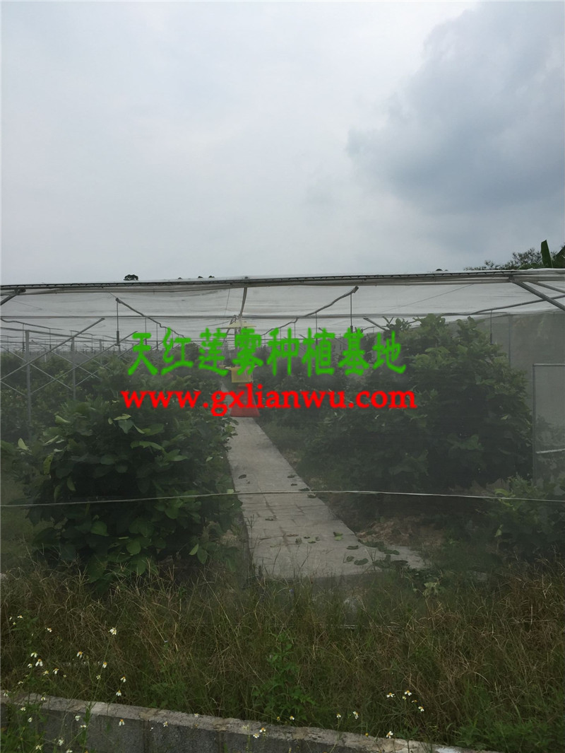 防城港大叶红莲雾苗买卖价格——成活率高的  莲雾苗供应  广西莲雾果苗批发