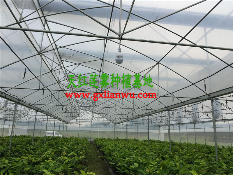 哪里能买到大叶红莲雾苗，四川莲雾苗批发  大叶红莲雾苗批发