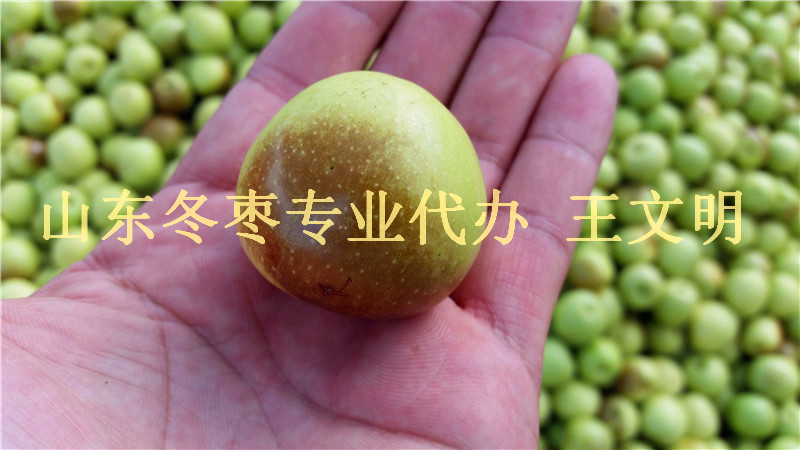 正宗山东沾化冬枣产地&nbsp;&nbsp;山东冬枣产地代办&nbsp;&nbsp;山东冬枣代收代购&nbsp;&nbsp;山东冬枣基地批发