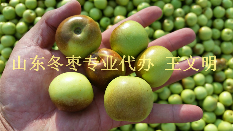 北方山东冬枣批发产地&nbsp;&nbsp;山东冬枣产地代办&nbsp;&nbsp;山东冬枣代收代购&nbsp;&nbsp;山东冬枣基地批发