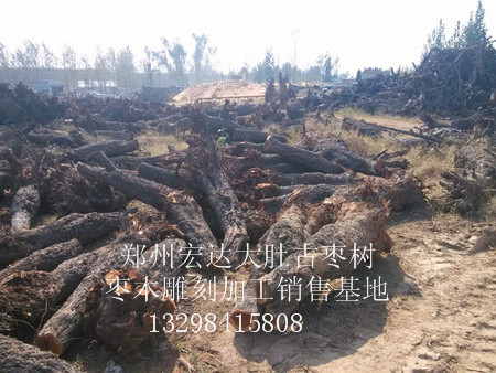 新郑古枣树哪里可以买-想要品质好的古枣树&nbsp;&nbsp;古枣树批发&nbsp;&nbsp;古枣树价格