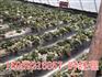 园林绿化防草布厂家，防草布价格，果树种植专用防草布