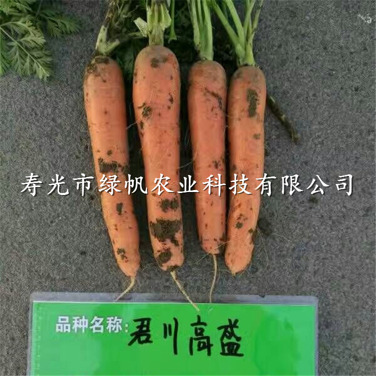 供应高盛F1胡萝卜杂交种 红根胡萝卜种子 高盛F1胡萝卜种子 早春胡萝卜种子