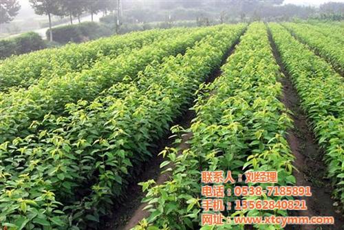 桃苗销售,桃苗,新泰超越苗木(查看) 美脆桃苗 桃苗供应