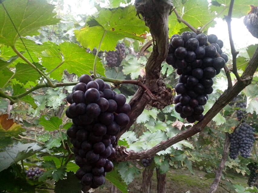 东莞巨峰葡萄【农鑫葡萄种植专业合作社】1  东莞巨峰葡萄批发  东莞巨峰葡萄厂家