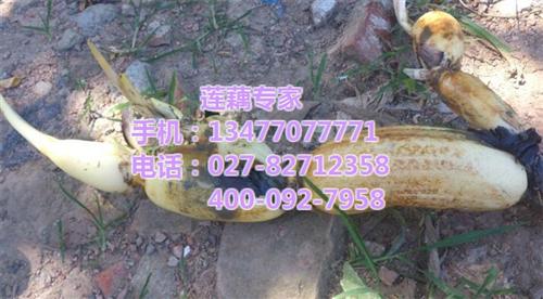 双季节藕种_武汉藕御农业发展有限公司_双&nbsp;&nbsp;双季节藕种供应&nbsp;&nbsp;双季节藕种采购&nbsp;&nbsp;双季节藕种价格