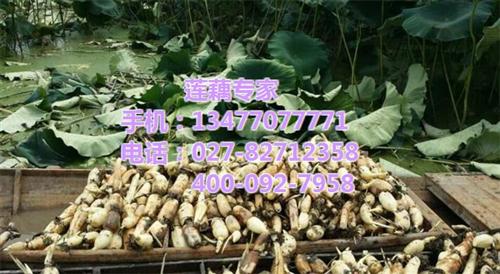 双季节藕种供应|双季节藕种|武汉藕御农业&nbsp;&nbsp;双季节藕种批发&nbsp;&nbsp;双季节藕种采购