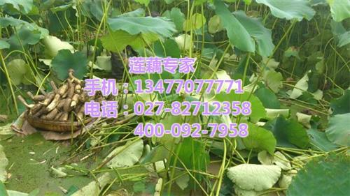 武汉藕御农业发展有限公司、莲藕种、莲藕种&nbsp;&nbsp;莲藕种批发价&nbsp;&nbsp;莲藕种供应&nbsp;&nbsp;莲藕种采购