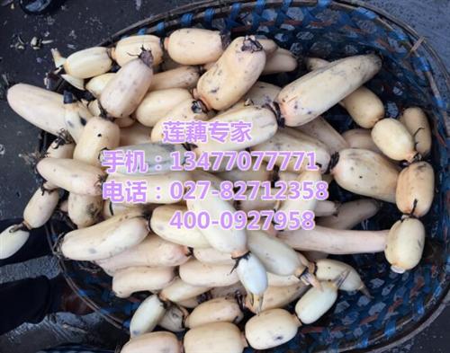 包装莲藕价格_包装莲藕_湖北藕种苗供应&nbsp;&nbsp;包装莲藕订购&nbsp;&nbsp;包装莲藕供应