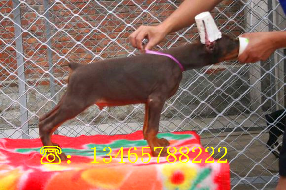 璧山哪里有小美系杜宾幼犬