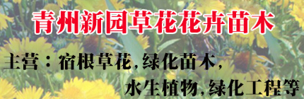 黑心菊种植基地-优质的草花，哪里有卖&nbsp;&nbsp;草花种植基地&nbsp;&nbsp;草花批发
