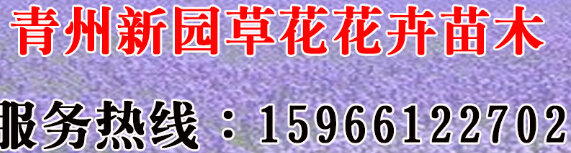 千鸟花价格，口碑好的草花出售&nbsp;&nbsp;白羽衣甘蓝&nbsp;&nbsp;藤本月季销售