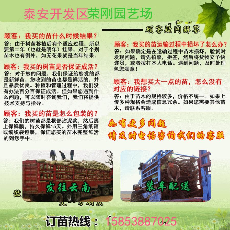 河北张家口优质嫁接梨树苗种植基地