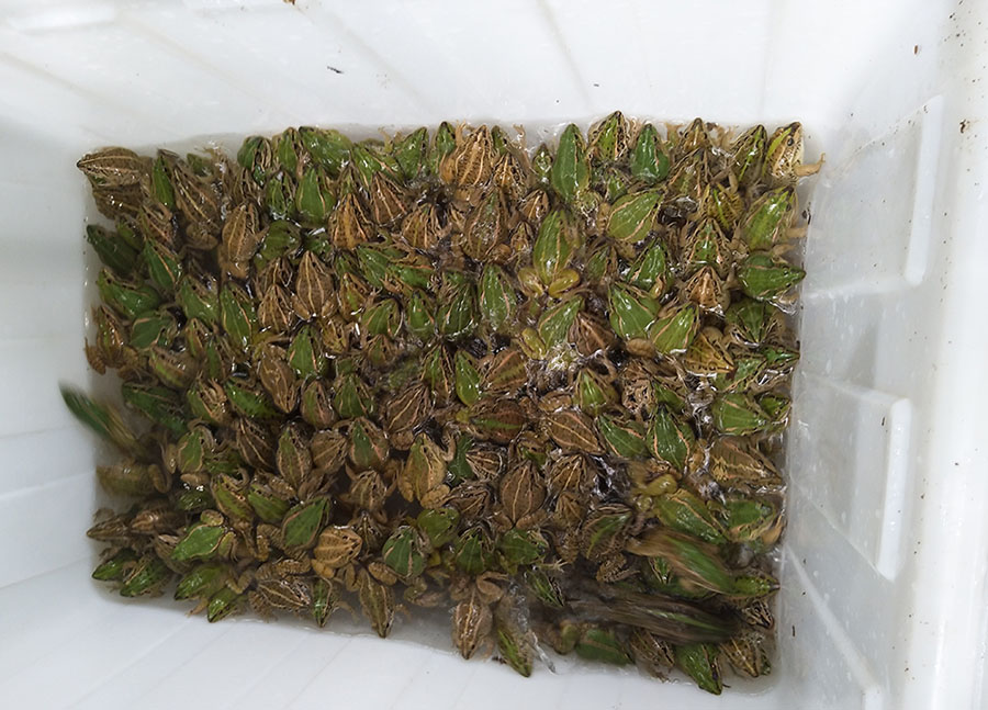 黑斑蛙青蛙种蛙，全饲料青蛙养殖黑斑蛙  全饲料养殖黑斑蛙  斑蛙种蛙