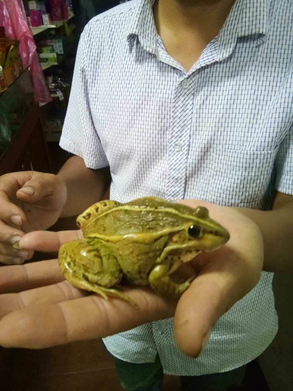 黑斑蛙种蛙价格，实惠供应全饲料养殖黑斑蛙种蛙