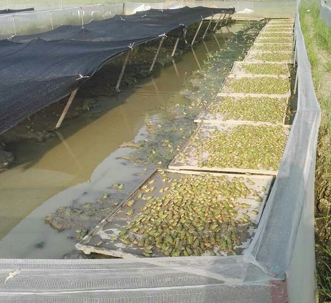 黑斑蛙青蛙种蛙，全饲料青蛙养殖黑斑蛙  全饲料养殖黑斑蛙  斑蛙种蛙