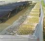 野生蛙驯养黑斑蛙青蛙种蛙青蛙养殖基地直供