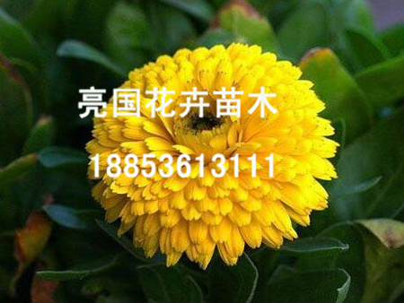 南非万寿菊批发 山东哪里供应的草花价格优&nbsp;&nbsp;优质夏瑾&nbsp;&nbsp;夏瑾批发价格