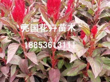 【价值典范~】鸡冠花种植基地//青州鸡冠&nbsp;&nbsp;青州鸡冠花&nbsp;&nbsp;黄楼鸡冠花