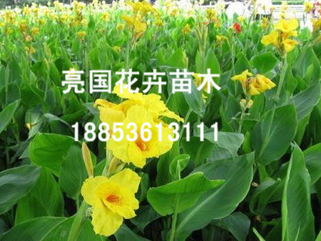 【欢快欢快的说~】《夏堇采购》《夏堇价格